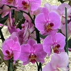 Õnnitleme Eve Kivilot juubeli puhul!